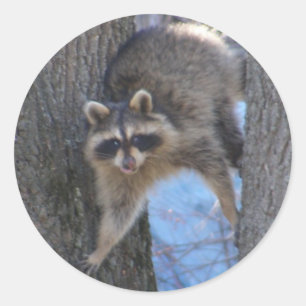 Treed Coon ~ pegatina