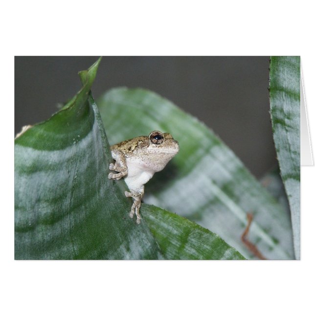 Treefrog (Anverso (Horizontal))
