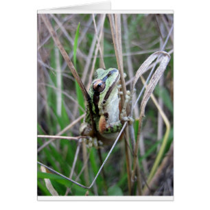Treefrog del Pacífico o Rana Coro