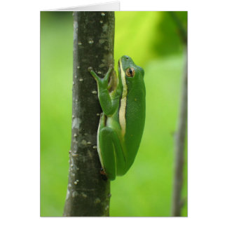 Treefrog verde