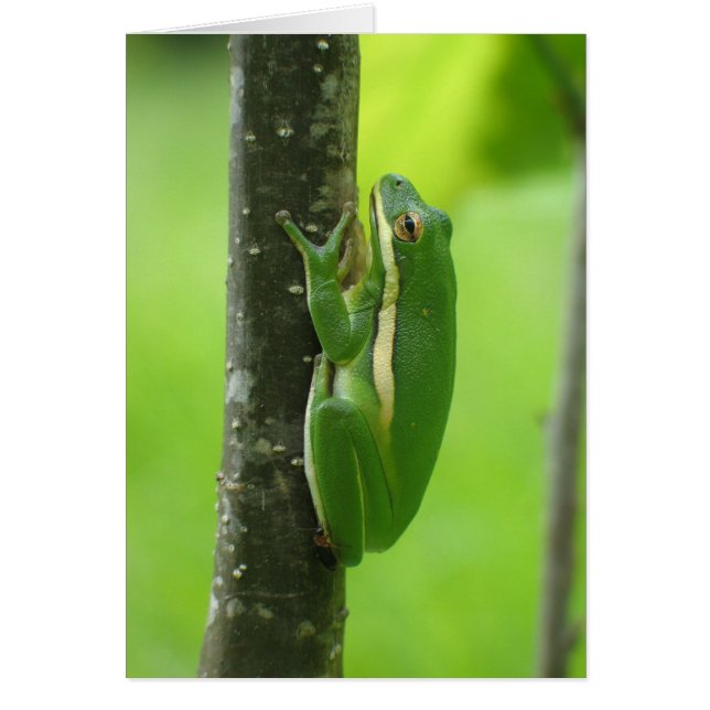 Treefrog verde (Frente)