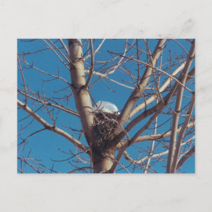 Treetop Chalet - postal