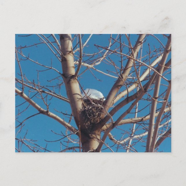 Treetop Chalet - postal (Anverso)