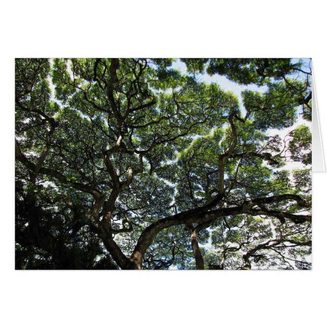 Treetops (Anverso (Horizontal))