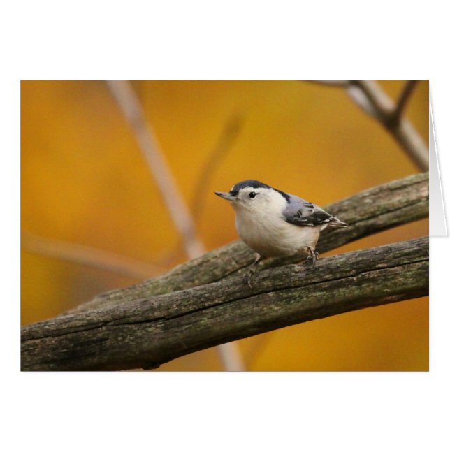 Trepatroncos Blanco-breasted (Anverso (Horizontal))