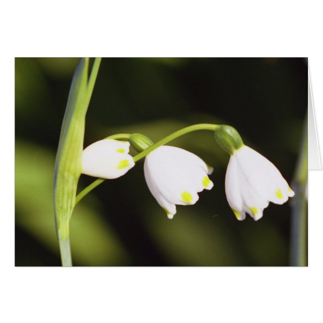 tres (Anverso (Horizontal))