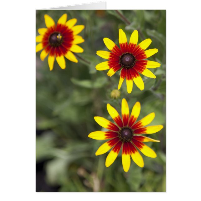 Tres amigos (Frente)