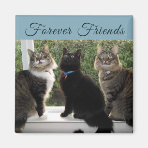 Tres amigos del gato en el imán de la ventana