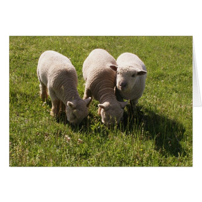 Tres Babydoll Lambs (Anverso (Horizontal))