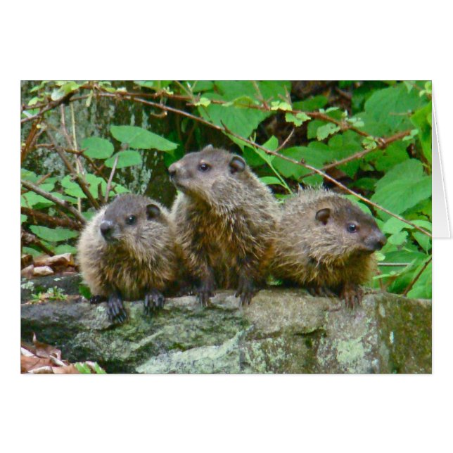 Tres bebé Groundhogs (Anverso (Horizontal))