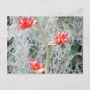 tres brotes bromeliares en la postal del tallo