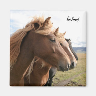 Tres caballos de Islandia en un imán de la fila