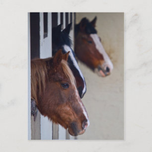 Tres caballos en la tarjeta postal Stables