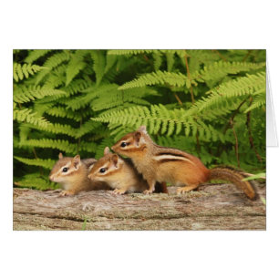 tres chipmunks del bebé