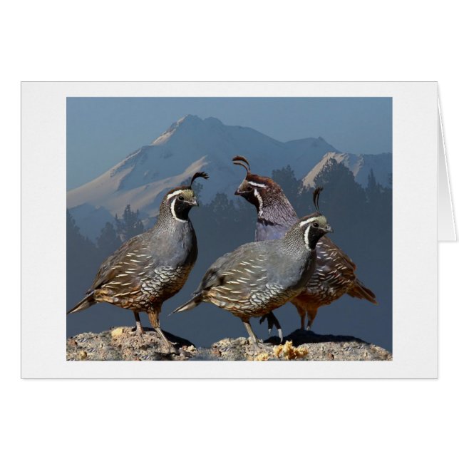 TRES CODORNICES Y SHASTA (Anverso (Horizontal))