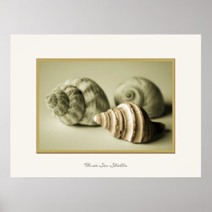 Tres conchas marinas ~ Impresión fotográfica