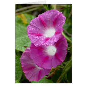 Tres correhuelas rosadas