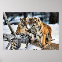 Tres Cubos De Tigres En Regalos De Arte De Nieve