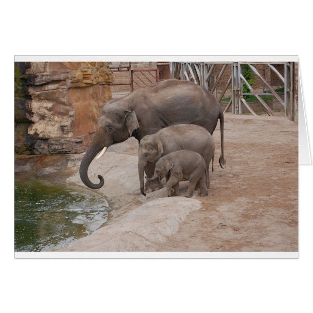 Tres elefantes (Anverso (Horizontal))