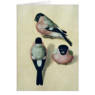 Tres estudios de un bullfinch