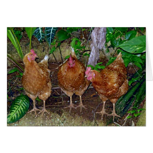 Tres gallinas (Anverso (Horizontal))