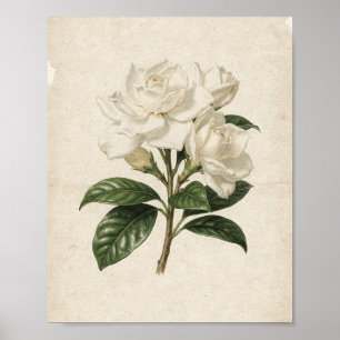 Tres gardenias blancas en una rama Arte botánico