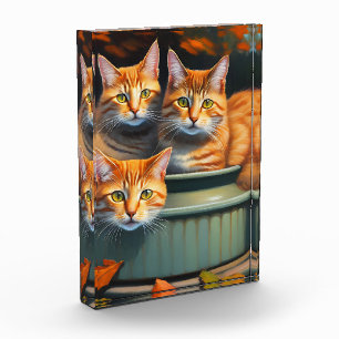 Tres Gatos De Jengibre En Una Pota, Bloque De Foto