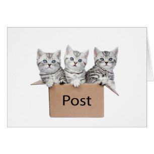 Tres gatos jovenes en caja de cartón en blanco