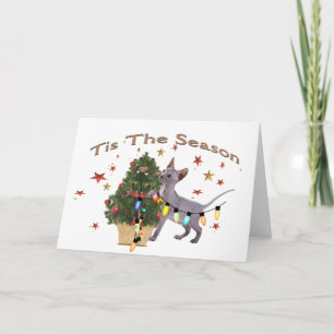 Tres gatos y tarjetas para Navidades Pug