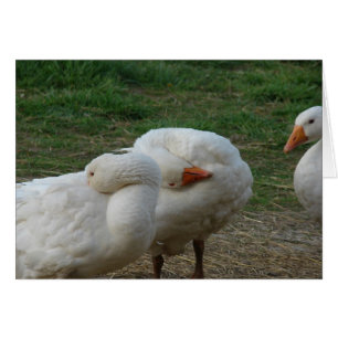 Tres Geese