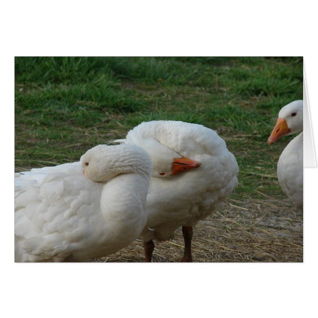 Tres Geese (Anverso (Horizontal))