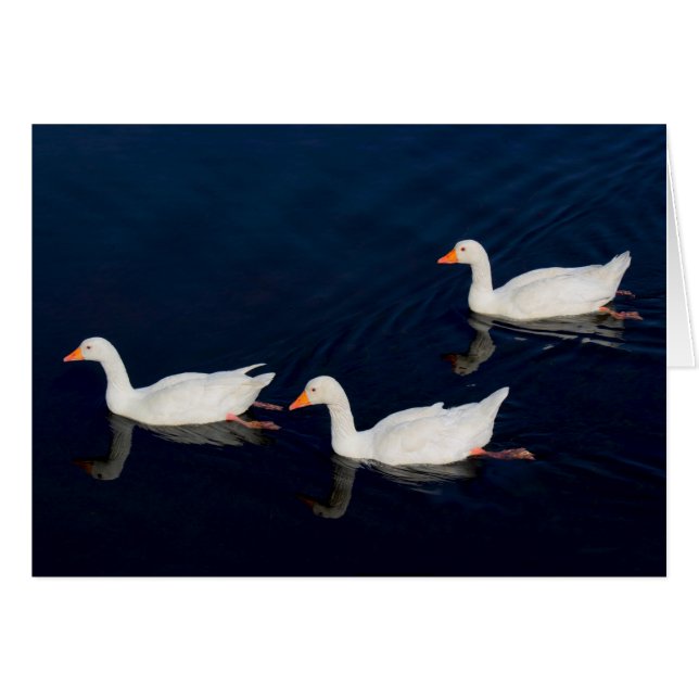 Tres Geese Emden (Anverso (Horizontal))