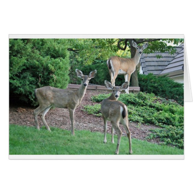 Tres hace la mirada de la cámara (Anverso (Horizontal))