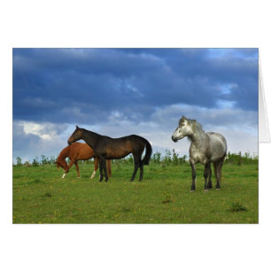 Tres hermosos caballos en el soleado día de verano