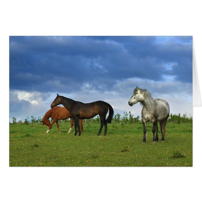 Tres hermosos caballos en el soleado día de verano (Anverso (Horizontal))