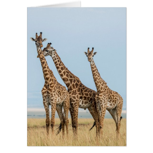 Tres jirafas posando (Frente)