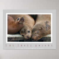 Tres leones del mar de California - Tres Posters A