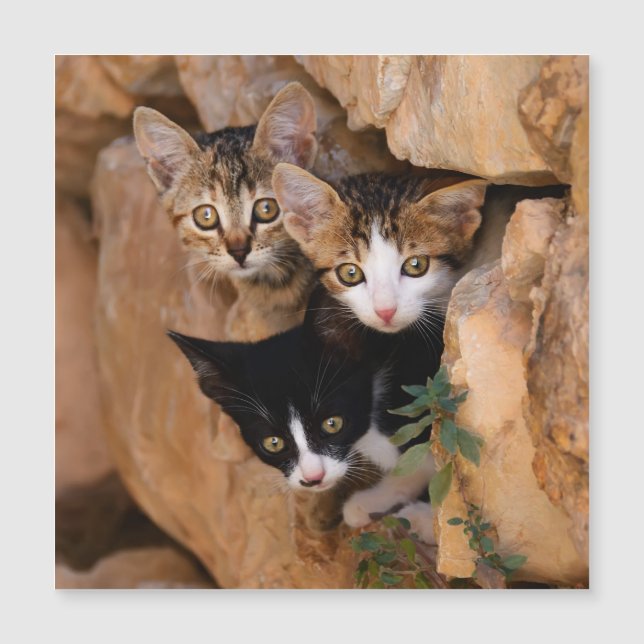 Tres lindos gatitos curiosos (Anverso)
