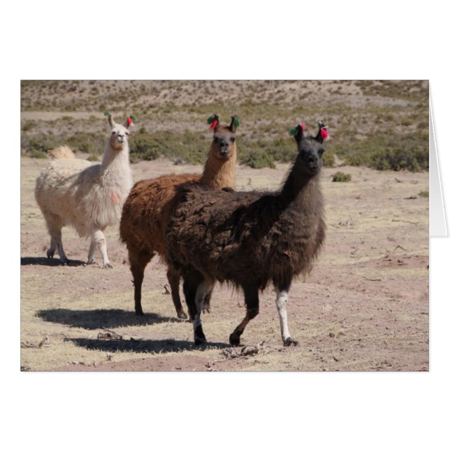 Tres Llamas Marrones No Tarjeta (Anverso (Horizontal))