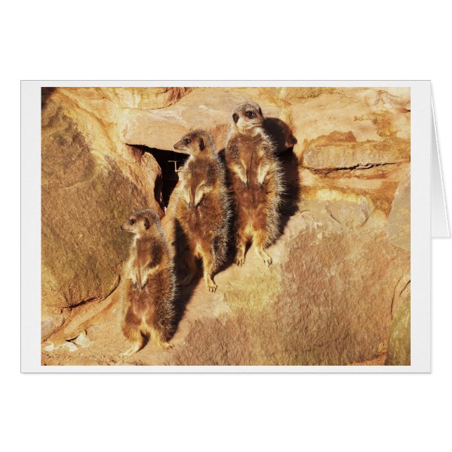 Tres meerkats (Anverso (Horizontal))