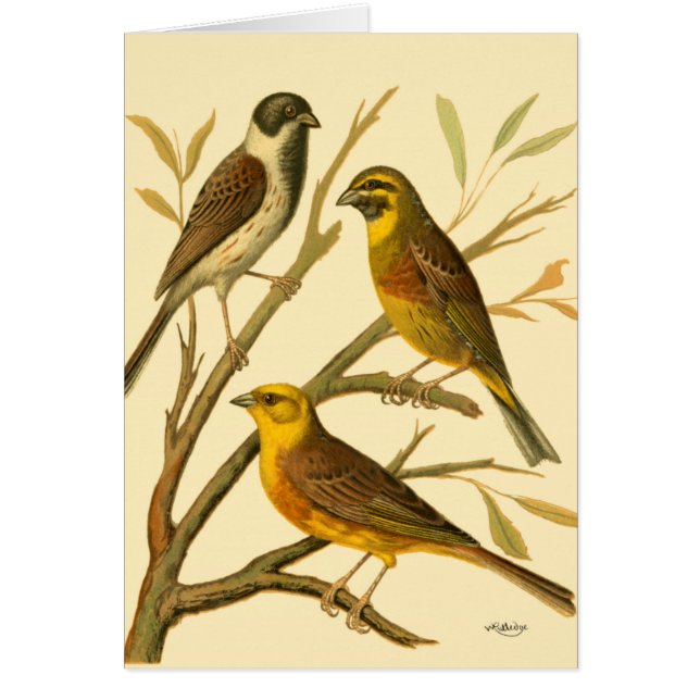 Tres pájaros domésticos encaramados en una sucursa (Frente)