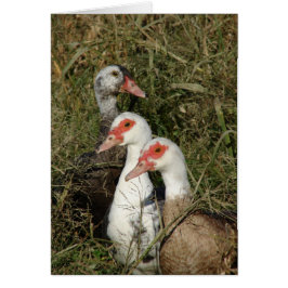 Tres patos de moscovita