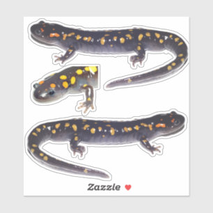 Tres Pegatinas de Salamander Vinyl