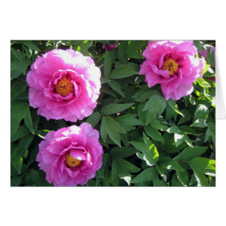 Tres Peonies rosados