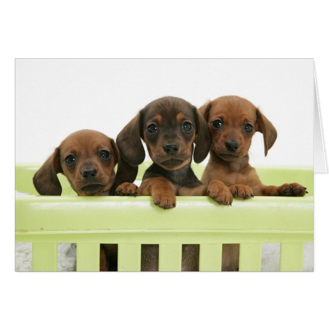 Tres perritos adorables del perro de patas muy (Anverso (Horizontal))