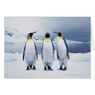 Tres pingüinos del rey