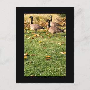Tres Postal Geese Canadiense