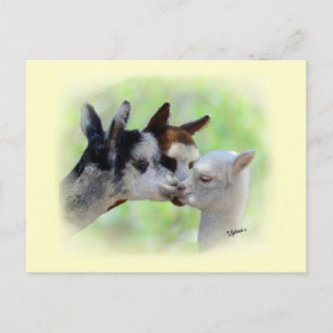 Tres postales de Alpacas