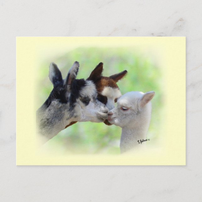 Tres postales de Alpacas (Anverso)
