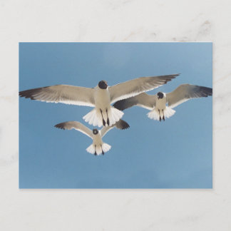 Tres postales de gaviotas